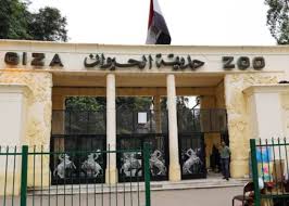 خلال ..موعد افتتاح حديقة الحيوان في الجيزة بعد إغلاقها أكثر من عام ونصف - الحصاد مصر