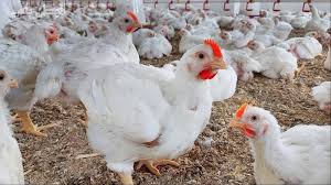 ارتفاع أسعار الفراخ في بورصة الدواجن اليوم السبت 10 مايو 2025
