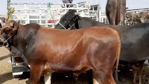 سعر كيلو اللحم البقري قائم اليوم في مصر لعام 2025 - أسعارك لايف