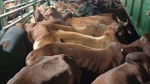 سعر كيلو العجول قائم اليوم الجمعة 30-5-2025 في الأسواق - الوطن