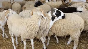 كل ما تريد معرفته عن الاشتراك في الأضحية.. كم يبلغ الحد الأقصى للأفراد؟ - الوطن