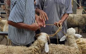 12 معلومة تلخص لك شروط وأحكام الأضحية | الشرق