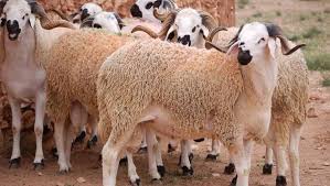 هل يجوز عدم توزيع الأضحية؟.. دار الإفتاء توضح الحكم الشرعي - الوطن