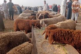 أسعار الأضاحي 2025 في مصر.. دليل شامل لتحديد الخيارات الأفضل