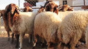 أسعار الأضاحي 2024.. الخراف والأبقار تسجل هذا الرقم - الأسبوع