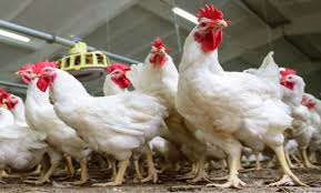 أسعار الفراخ اليوم الجمعة 27 يونيو 2025.. استمرار التراجع| كم سجلت في الأسواق؟