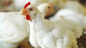 أسعار الفراخ البيضاء اليوم السبت 21-6-2025 في بورصة الدواجن وللمستهلك - الوطن