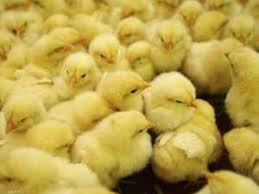 الكتاكيت | سكاي نيوز عربية