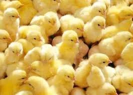 كتكوت الدقهلية بـ 4.5 جنيه.. سعر الكتكوت الأبيض بالشركات اليوم الأربعاء 7 – 12 - 2022 | مستلزمات الإنتاج | الأرض