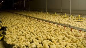 انفراجة مرتقبة.. منتجون يتوقعون تراجع أسعار الكتاكيت في مصر 55% خلال شهر