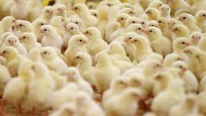 سعر الكتكوت الأبيض والبلدي اليوم الجمعة 2 مايو 2025 بالبورصة والشركات - إيجي إن