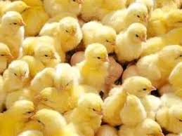 القصة الكاملة لإعدام الكتاكيت.. 50 مليون دولار للذرة والصويا في أسبوع ومازالت الأزمة مستمرة