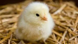 سعر الكتكوت الأبيض في الأسواق اليوم الخميس 7-11-2024.. البلدي بـ7 جنيهات - دار الهلال