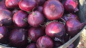 مش هيوصل لـ 100 جنيه.. حقيقة ارتفاع أسعار البصل خلال الأيام القادمة