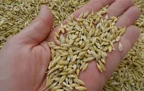 مفاجأة.. تحرك سعر طن الأرز الشعير اليوم الإثنين 8 أكتوبر 2024 في الأسواق |  العريضة والرفيعة بكام؟