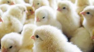 سعر الكتكوت الأبيض اليوم السبت 19-10-2024 في بورصة الدواجن - دار الهلال