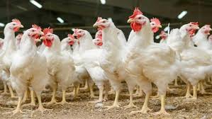 أسعار الفراخ البيضاء في بورصة الدواجن وللمستهلك اليوم الجمعة 12-9-2025 - الوطن