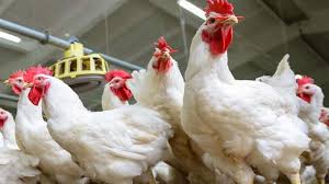 صدمة للمصريين!.. سعر الفراخ البيضاء والبانيه اليوم السبت 20 سبتمبر 2025 | غربة نيوز