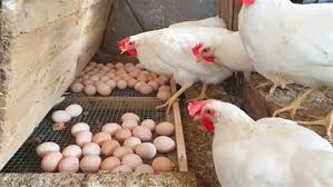 تحديثات أسعار الفراخ البيضاء ببورصة الدواجن اليوم الإثنين 13-10-2025 - الوطن