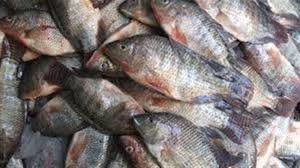 تراجع البلطي وارتفاع البربون.. تعرف على أسعار السمك اليوم الجمعة 1 أغسطس