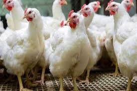 الفراخ بتاكل بعضها».. خبيرة تكشف أسباب ظاهرة «الافتراس» فى الدجاج