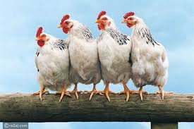 أسعار الفراخ اليوم الثلاثاء في بورصة الدواجن بعد الهبوط الأخير