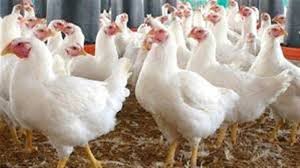 أسعار الفراخ اليوم في الأسواق والمزارع.. تباين بين البيضاء والبلدي