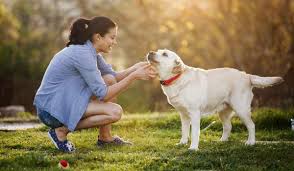 هل تربية الكلاب في المنزل حرام؟ وما حكم بيعها؟ - بوابة الشروق - نسخة  الموبايل