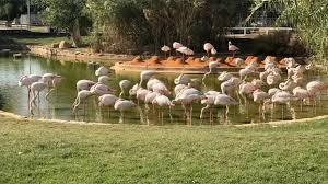 هل حديقة الحيوان مفتوحة الآن 2026.. حقيقة فتحها خلال عيد الفطر - تليجراف مصر