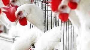 أسعار الفراخ البيضاء اليوم الجمعة 27 مارس في بورصة الدواجن