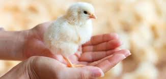 كيف أربي كتكوتاً - موضوع