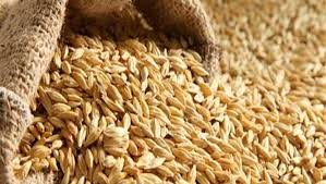 سعر طن الأرز الشعير اليوم الأحد 24-8-2025.. تراجع 2000 جنيه عن العام الماضي - الوطن