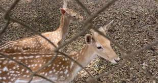 تعرف على حديقة حيوان الزقازيق بالشرقية.. متعة الأطفال والكبار - اليوم السابع