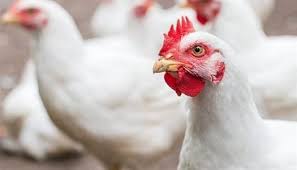 سعر الفراخ البيضاء والبلدي في بورصة الدواجن اليوم السبت 4-4-2026.. تحديث جديد - الوطن