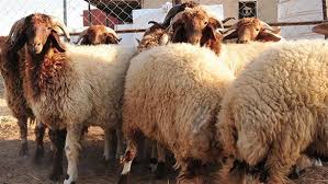 أسعار الأضاحي 2026 في مصر.. ارتفاع ملحوظ والخروف يتخطى 7000 جنيه