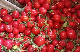 موعد انخفاض أسعار الطماطم بعد موجة الارتفاع - بوابة الأهرام
