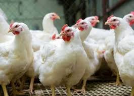 ‫تربية الفراخ البيضه يوم بيوم للمبتدئين في المنازل 🐣🐤🐥🐔🐓 | Facebook‬‎