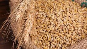 سعر طن الأرز الشعير اليوم في الأسواق المصرية - الوطن