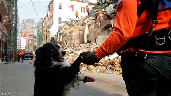 صور ة الكلب 