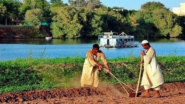 الزراعة على النيل-