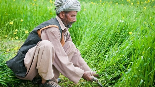 ذكري عيد الفلاح المصري