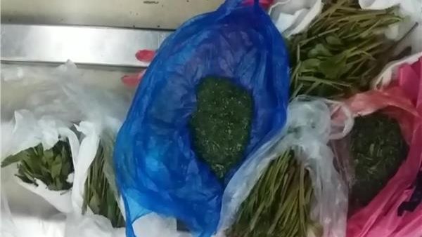 نبات القات المخدر