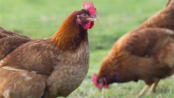 دجاجةـ أرشيفية