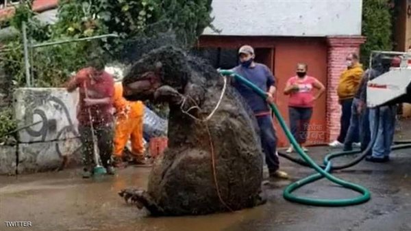 جرذ عملاق بحجم سيارة