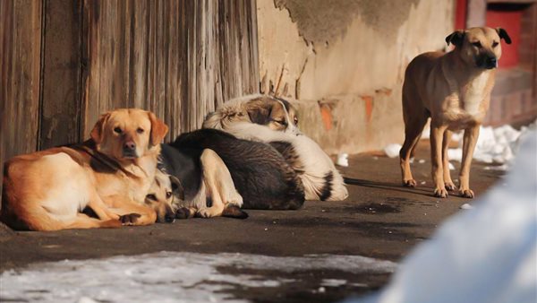 صورة من الحدث