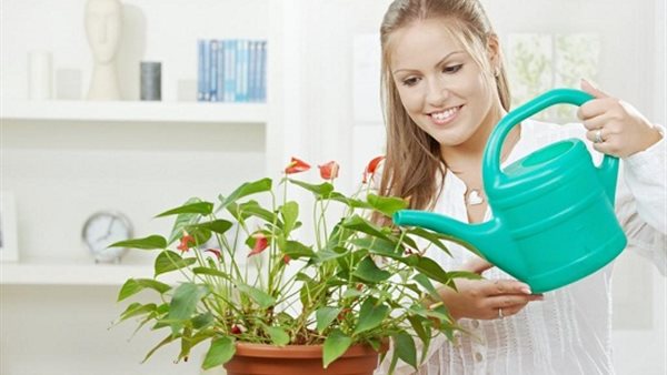 تتأثر النباتات بصوت