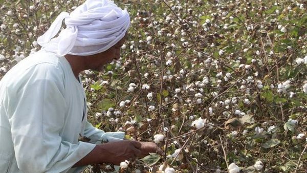 القطن المصري