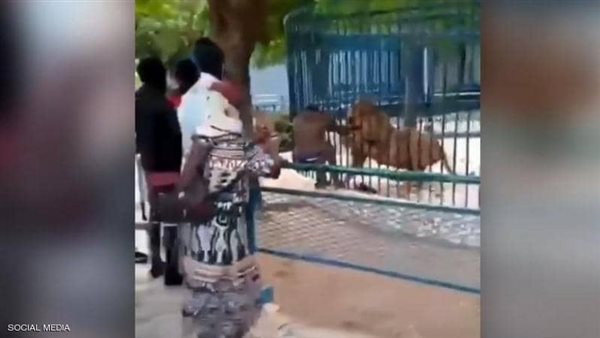 أسد يعض يد العامل