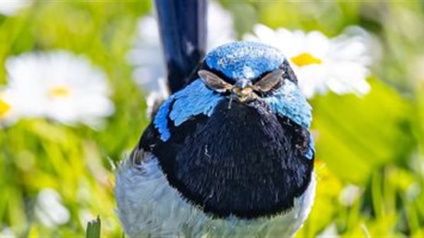 طائر يبدو مرتديا