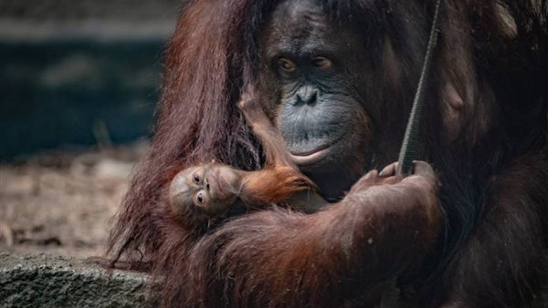 إنسان الغاب